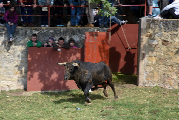 Los toros del ciclo sanjuanero ya están en Soria