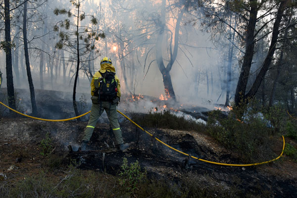 La Junta apoyará la reforestación de la masa forestal quemada en el incendio de Barcebalejo