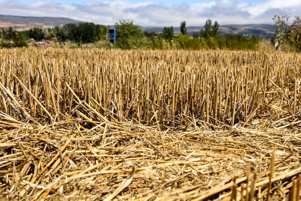 ASAJA Soria califica de "mediocre" la campaña cerealista