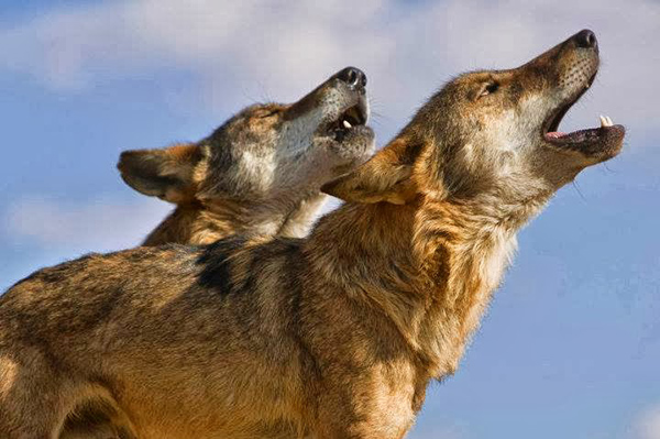 La Junta autoriza la caza de 143 lobos en la temporada 2015-16 al norte del río Duero