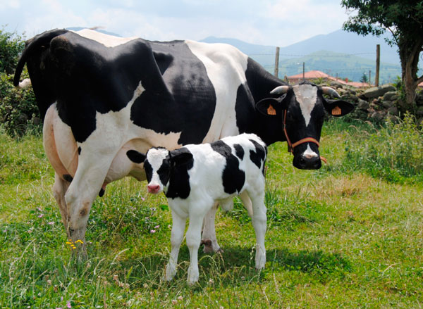 UPA-COAG pide una comisión informativa para estudiar el sector de vacuno de leche en la Comunidad