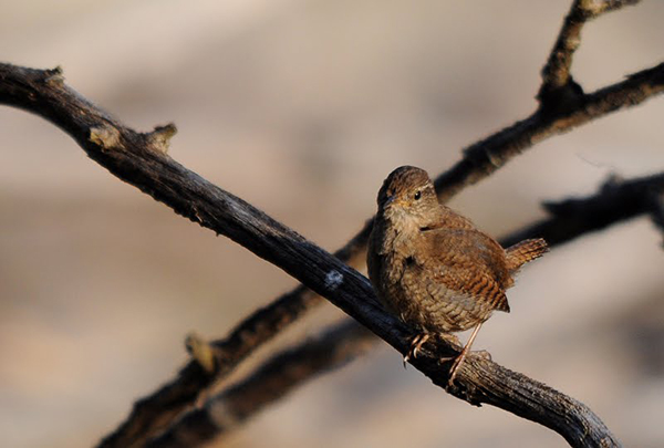 Soria celebra el Día de las Aves 