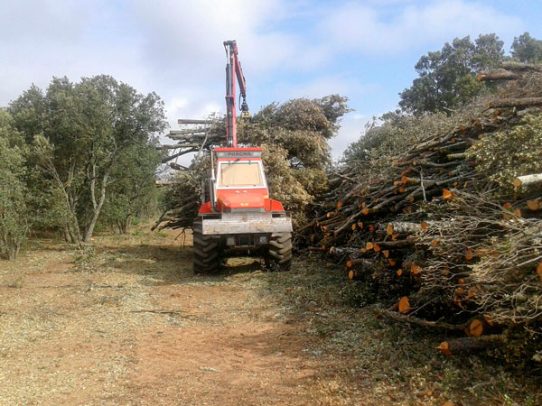 Amatex extrae 400 toneladas de astilla de encina en el monte de Las Ánimas