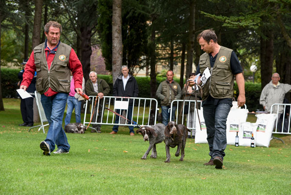 62 perros participan en la prueba nacional del perdiguero de Burgos