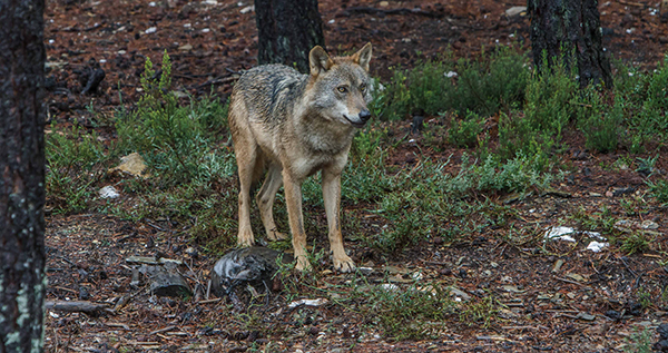 Un Centro del Lobo como elemento fundamental de la biodiversidad de la Península