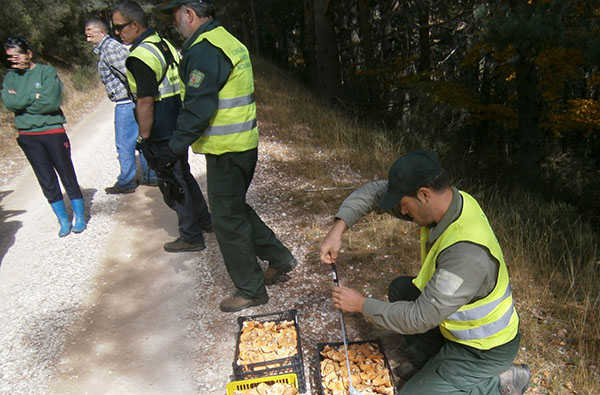 Más de doscientas denuncias interpuestas en la actual campaña micológica