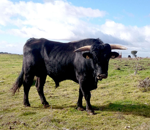 Dictaminadas las bases para ayudar a la vaca serrana negra