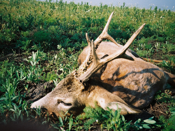 La Junta, reconocida por albergar los mejores ejemplares abatidos de caza en temporada 2014