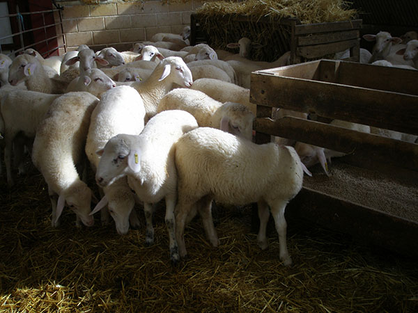El orujo de uva tiene efectos positivos en la alimentación del ganado ovino