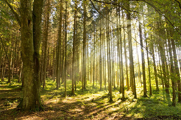 Fomento presenta sus líneas de actuación para el sector forestal