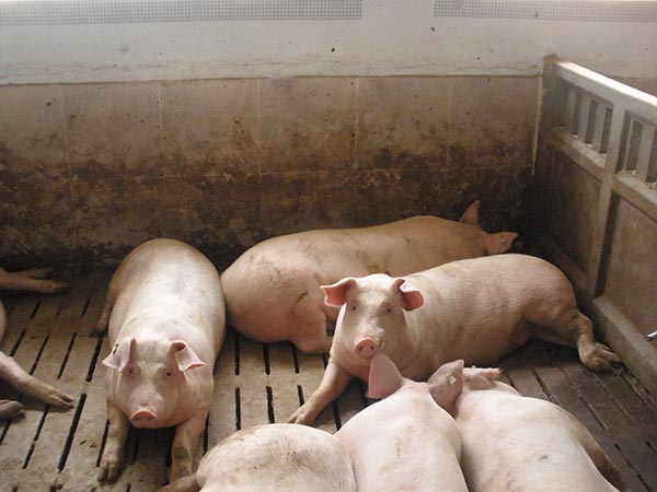 20 millones para financiar a las granjas de porcino de cebo castellano-manchegas