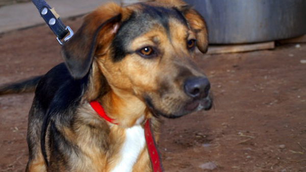 La Policía Local refuerza su presencia en los parques para concienciar de prohibiciones a los dueños de perros