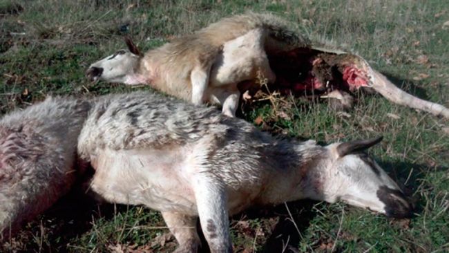 La Junta regula los pagos compensatorios por los daños ocasionados por los lobos