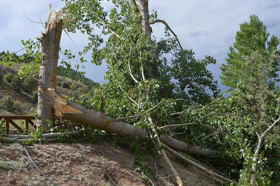 La tormenta seca provoca caídas de ramas secas en Soria