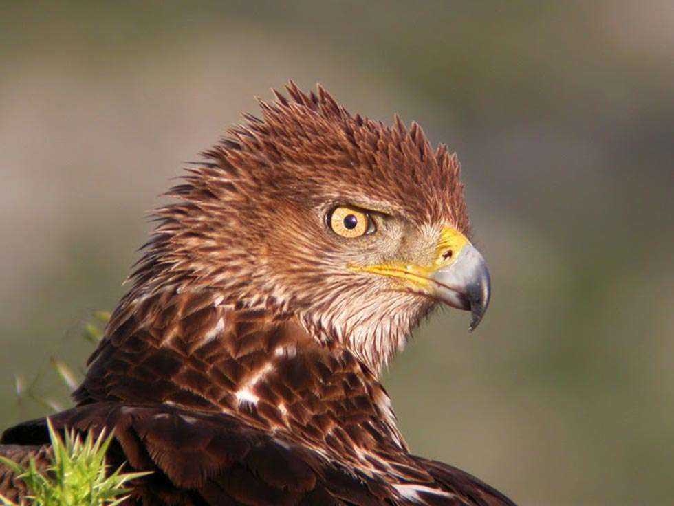 El "Proyecto Life Rupis" busca aumentar la población de alimoche y águila perdicera 