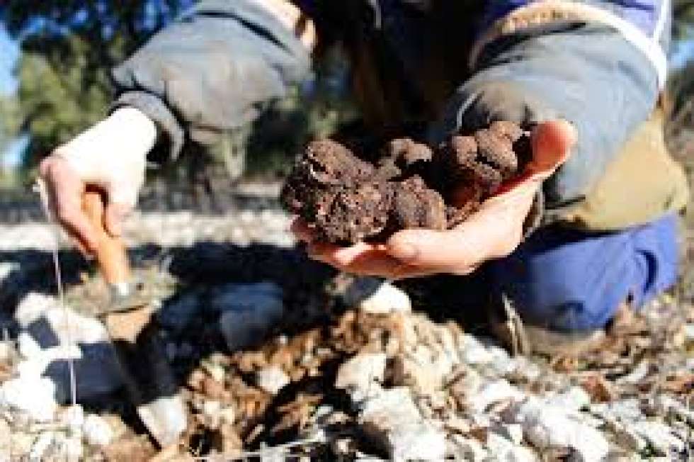 La Diputación concede 18 subvenciones para fomentar el cultivo de la trufa negra