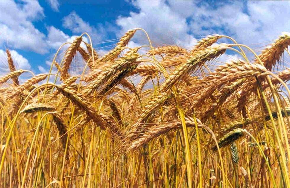UPA-COAG denuncia que, a pesar de la buena campaña cerealista, no habrá rentabilidad