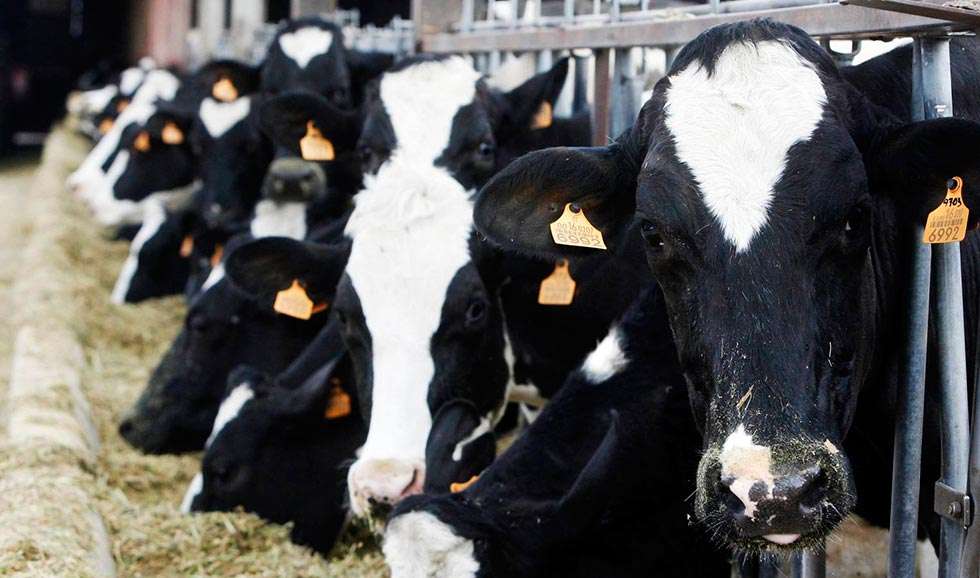 La Junta prepara la convocatoria de la ayuda a la reducción de producción de leche de vacuno 