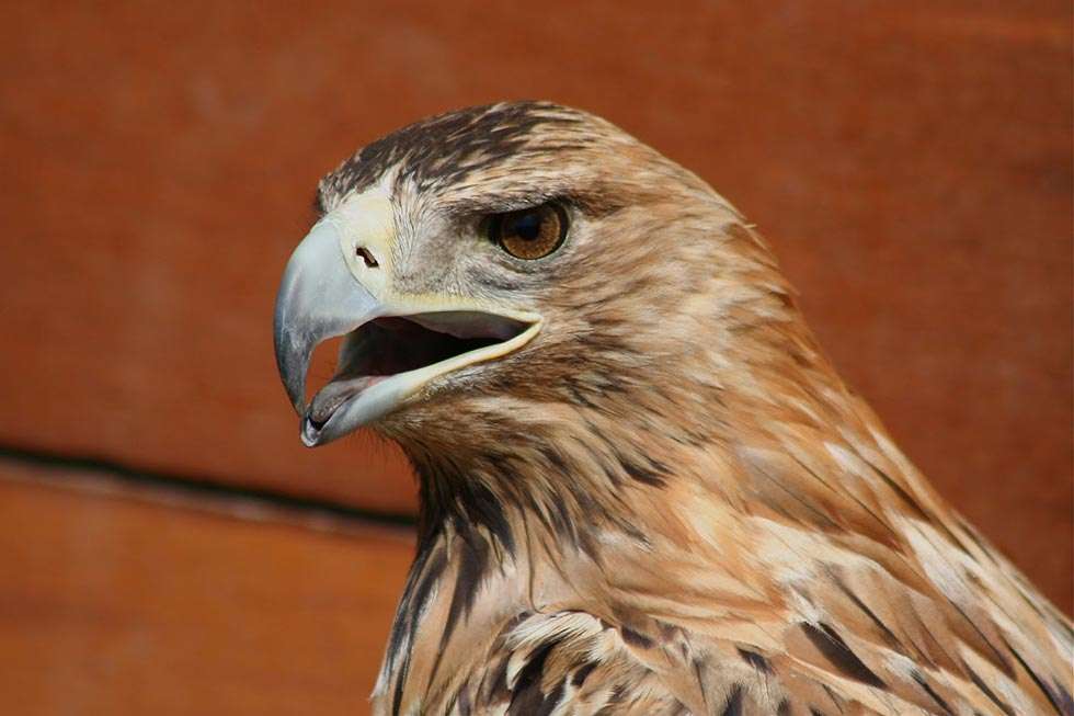 La población de águila imperial se consolida en la Comunidad 