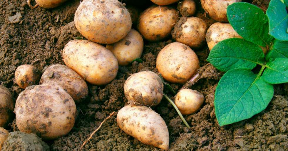 Aumenta un 5,6 por ciento la superficie de patata en Castilla y León hasta las 20.000 hectáreas 