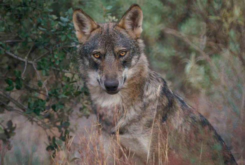 La Junta paga más de 90.000 euros por daños de lobos en la ganadería
