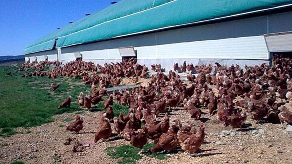 Una granja avícola de Aldealafuente participa en proyecto europeo