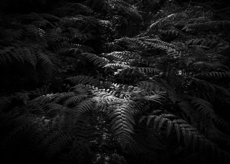 El fotógrafo Gonzalo Monteseguro muestra su forma de ver, entender y sentir la naturaleza