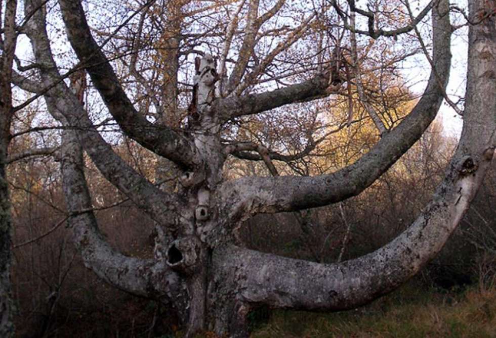 El roble de Derroñadas, excluido del catálogo de árboles notables