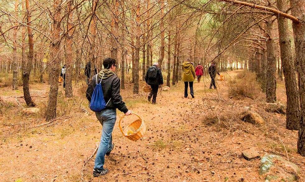 Cinco propuestas para el primer fin de semana de noviembre en Soria