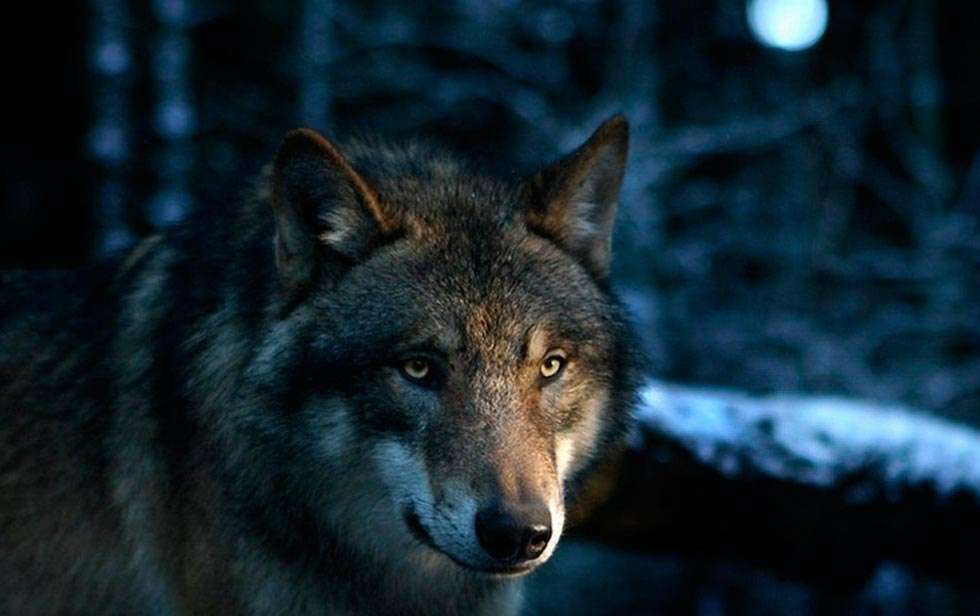 UCCL reclama que se tomen medidas para controlar los lobos en la sierra de Urbión