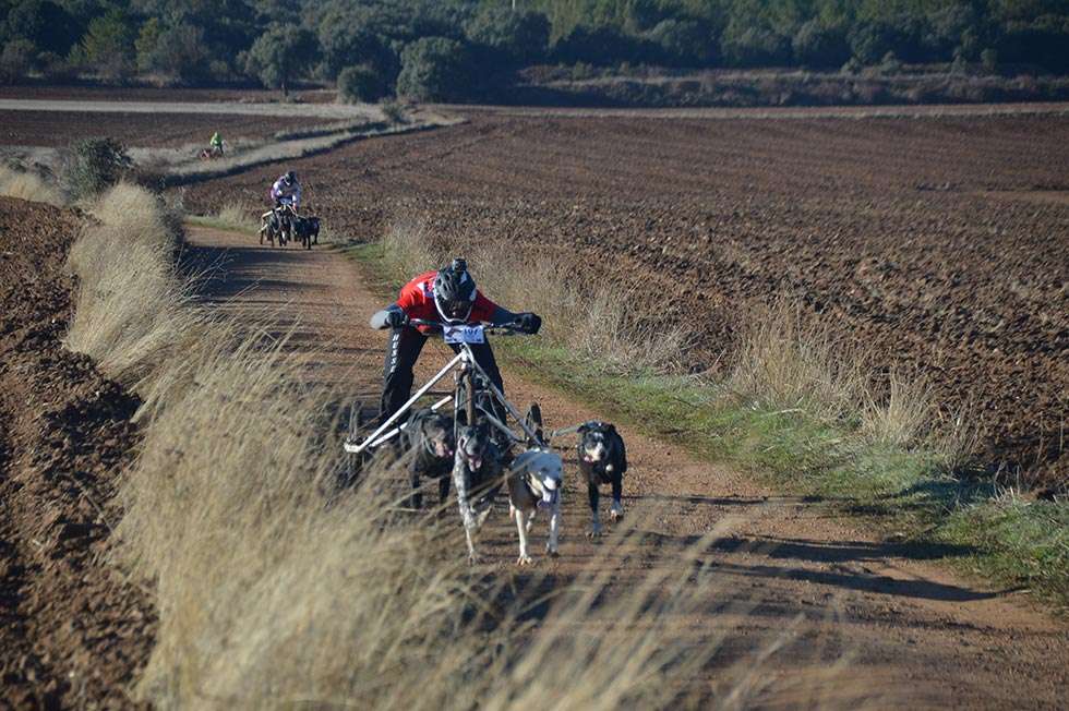 Color soriano en el Campeonato de España de mushing sobre tierra