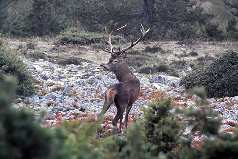 Detectados 369 ciervos con síntomas de sarna en Urbión