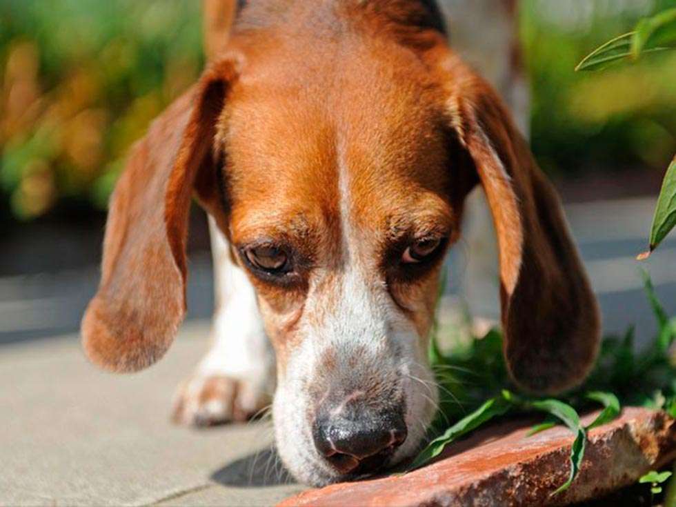 Nueva campaña para controlar que las mascotas cumplan la ordenanza municipal