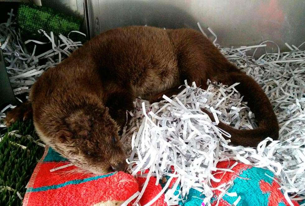 ASDEN promueve campaña para localizar al autor de los disparos a la nutria