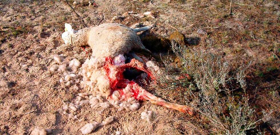 UCCL denuncia un nuevo ataque de lobos a ganado ovino en Pinares