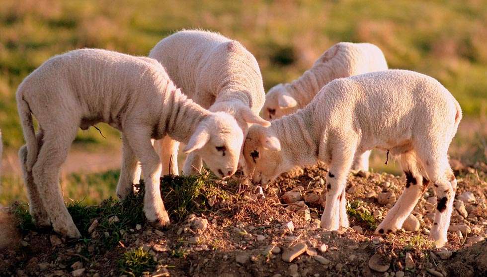 La "operación Lechazo" descubre la venta de 15.000 corderos franceses como españoles