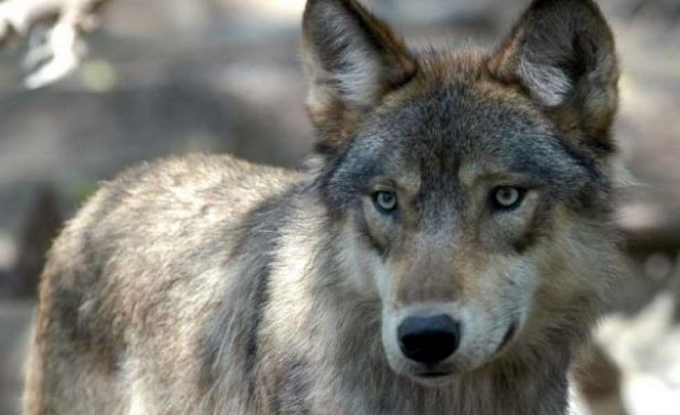 ASDEN rechaza que los lobos sean una amenaza para los excursionistas