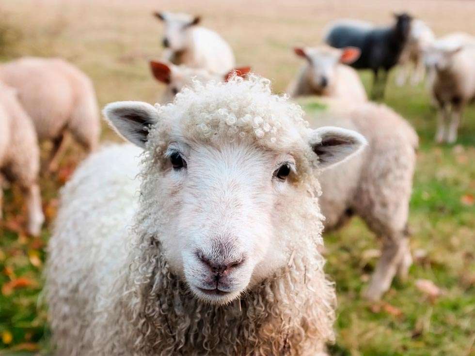 Programa sanitario pionero para luchar contra una enfermedad del ovino y caprino
