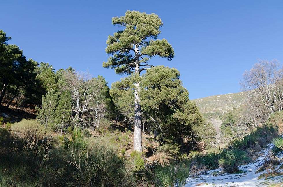 El abulense pino "de la Adrada", candidato al "Árbol Europeo del Año’"