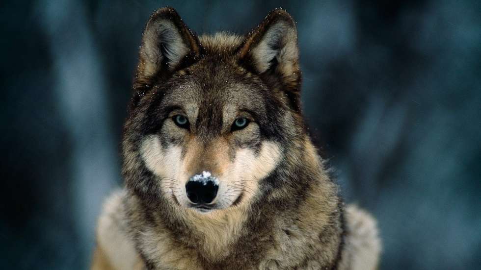 UCCL denuncia ataques de lobos en una explotación ovina de Monasterio