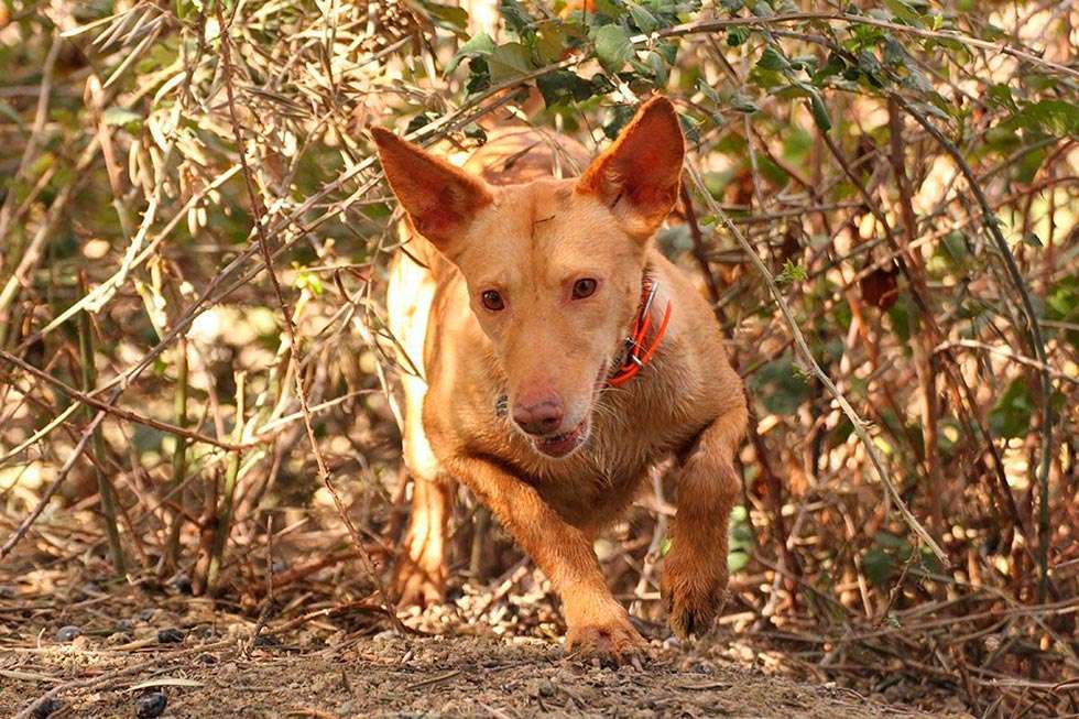 Ágreda organiza el VII Concurso Podenco Andaluz y Maneto