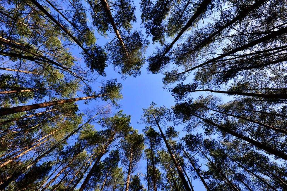 ASAJA pide más financiación para el programa de mejora de terrenos forestales