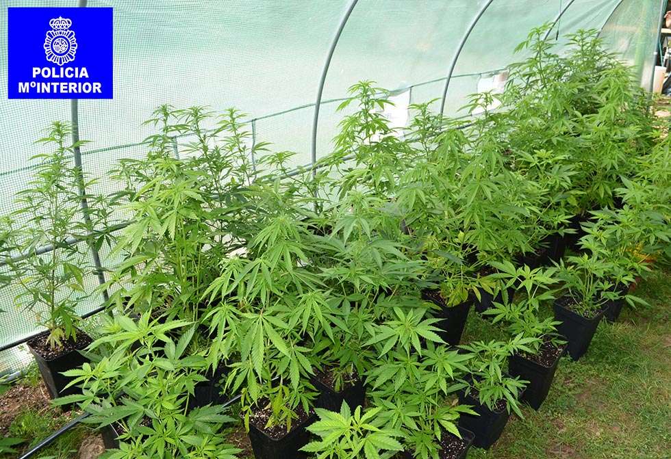 Desmantelada una plantación de marihuana en la zona de Cadosa