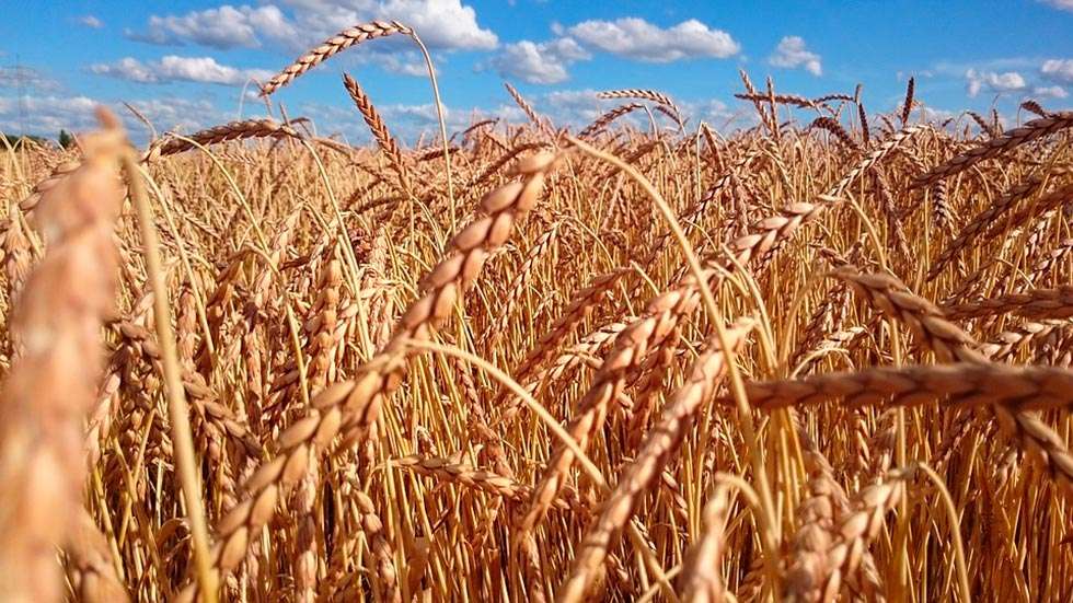 Hacienda reduce la presión fiscal a las explotaciones cerealistas 