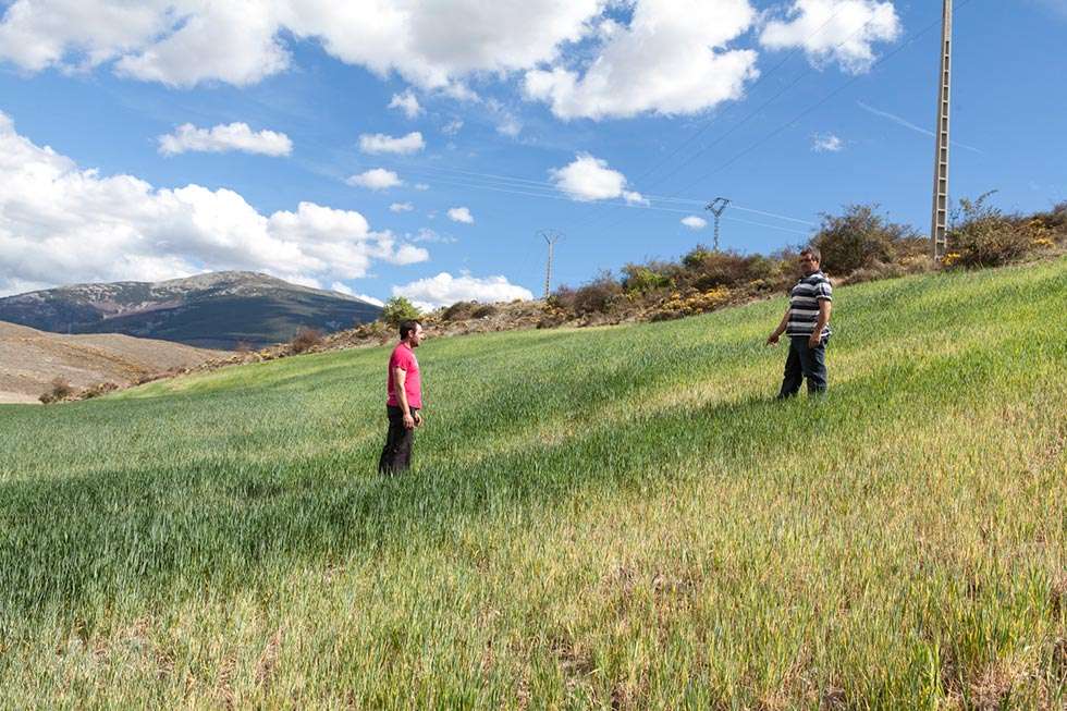 Los agricultores y ganaderos de Ágreda denuncian nuevos vuelos de avionetas en el Moncayo