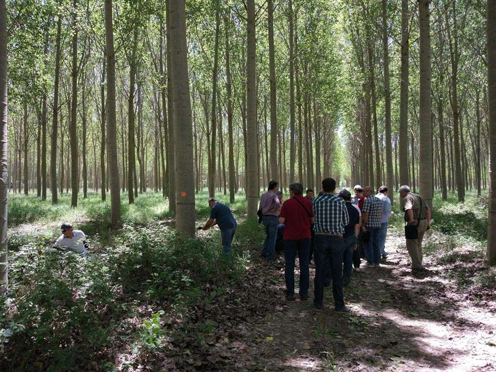 Castilla y León, referente en el sector forestal internacional