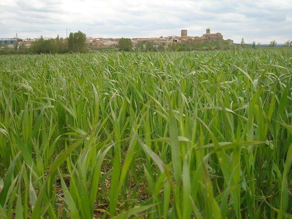 Reconocimientos a los ganadores del I Premio Antonio Machado sobre naturaleza y medio ambiente