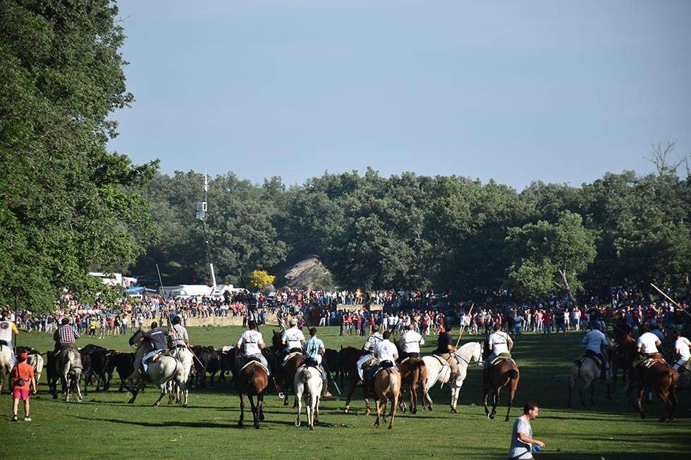 Tres horas para encerrar a los novillos en el Lavalenguas