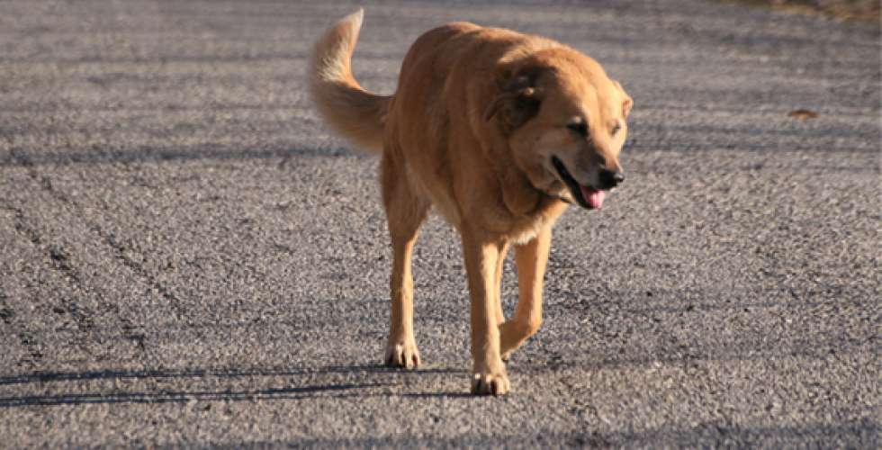 La Diputación licita el servicio para recoger perros abandonados