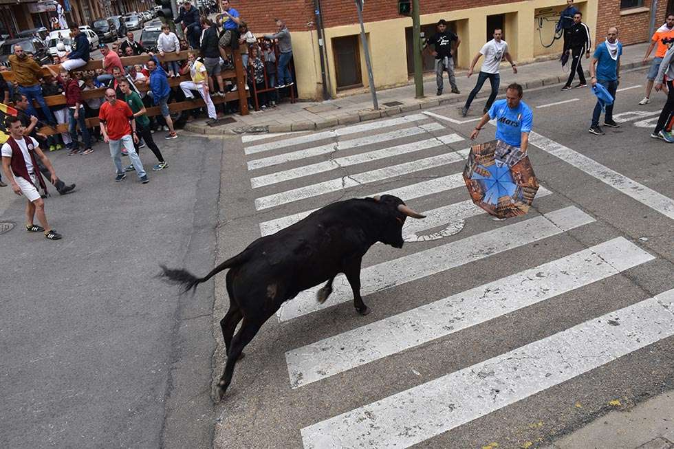 Los doce novillos de La Saca completan el recorrido desde Valonsadero